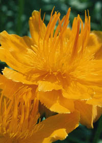 Trollius chinensis 'Golden Queen'